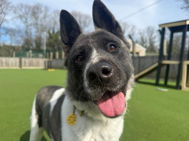 Luna | American Akita | Glasgow - 1