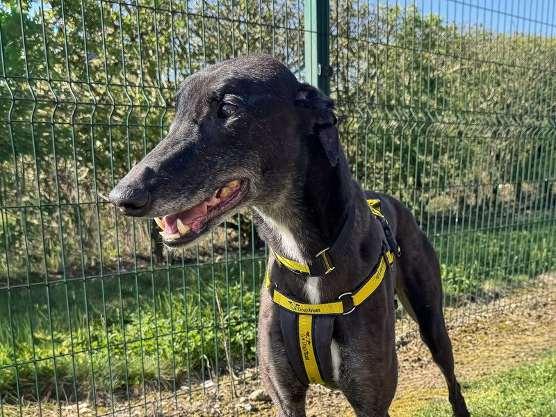 Liquorice, a 6 years old male Greyhound available for adoption from Dogs Trust in Basildon, Essex