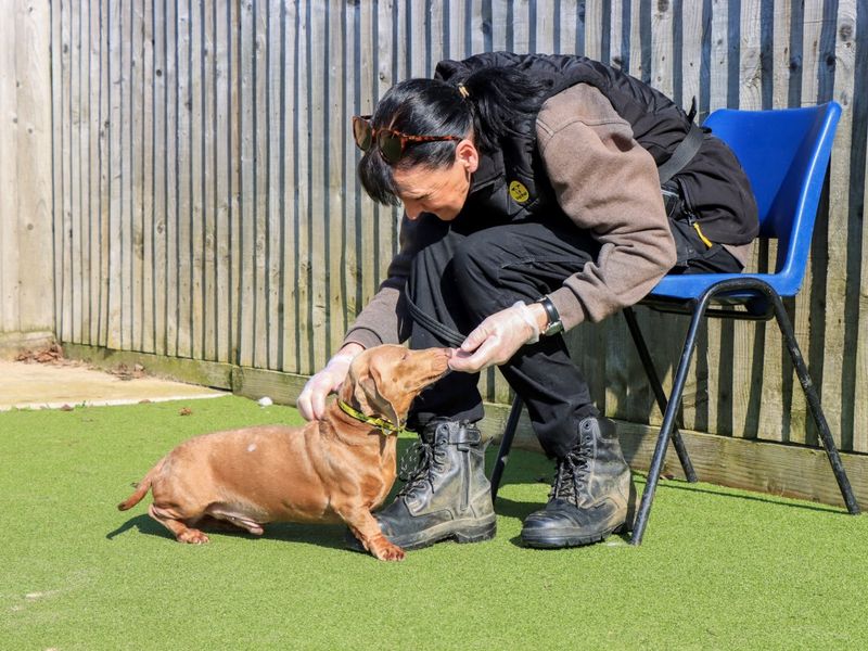 Daximus - Image 4 of 4