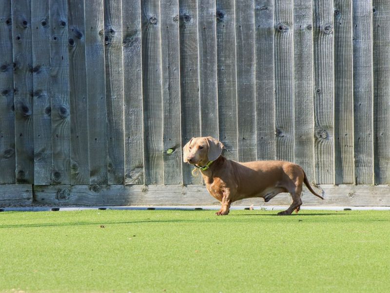 Daximus - Image 3 of 4