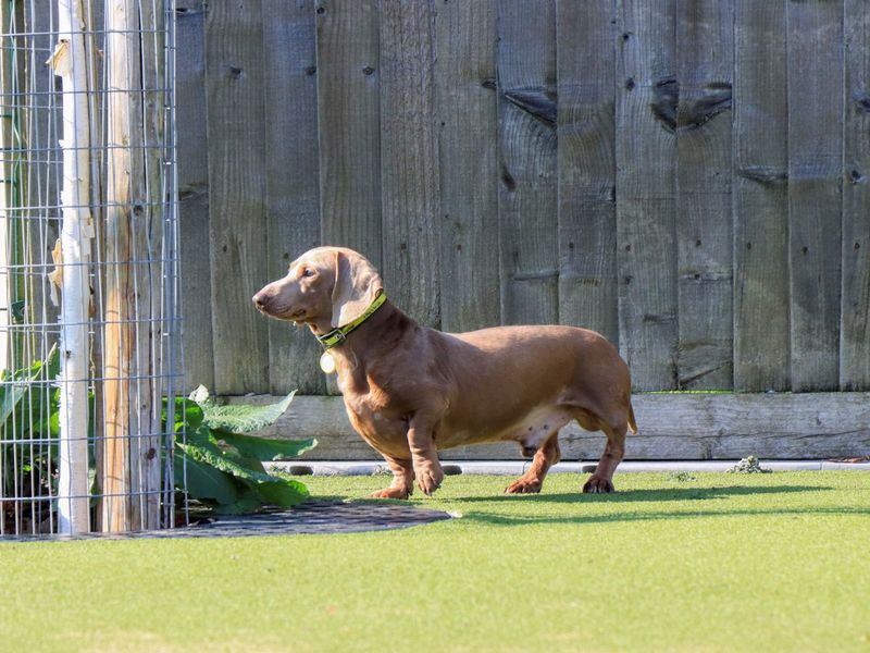 Daximus - Image 2 of 4