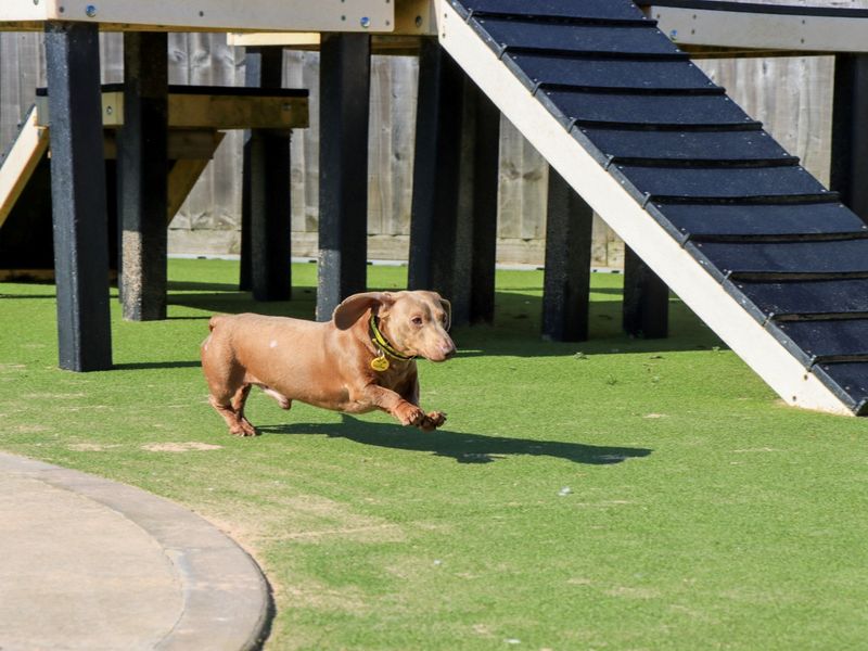 Dachshund Dogs And Puppies For Adoption