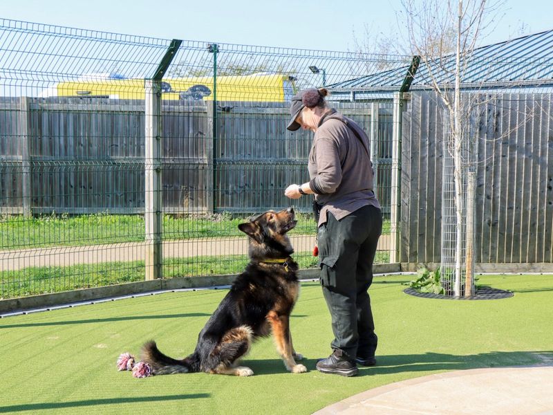 Huxley - Image 2 of 2