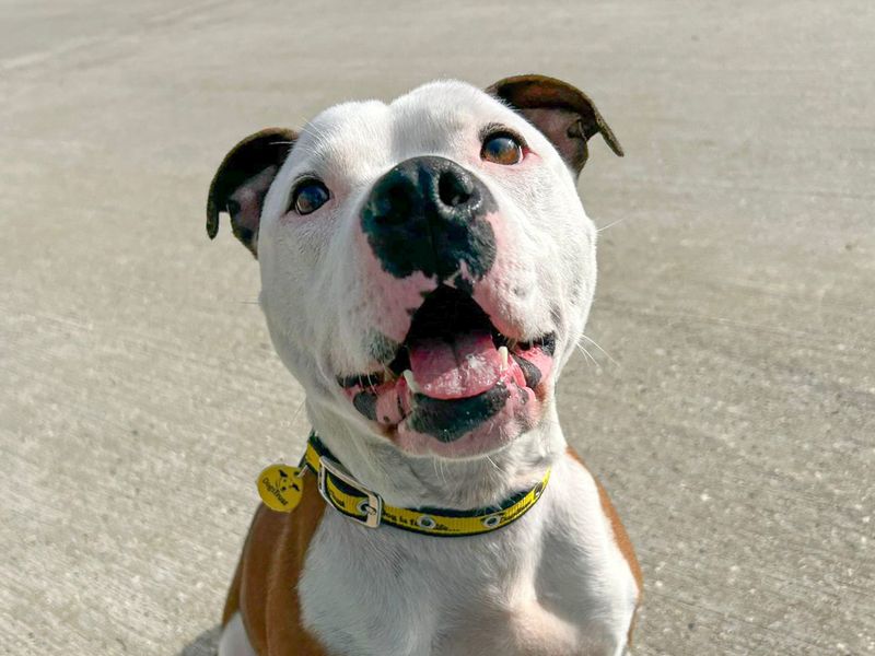 Leon | Terrier (Staffordshire Bull) | Basildon (Essex) - 1