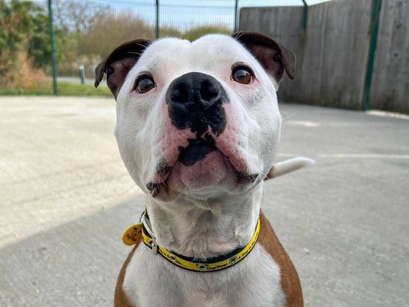 Leon | Terrier (Staffordshire Bull) | Basildon (Essex) - 4