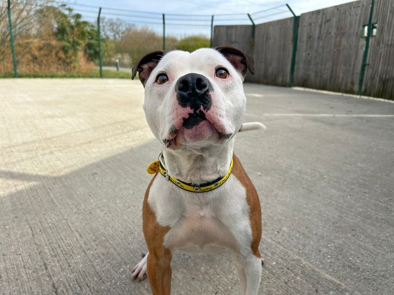 Leon | Terrier (Staffordshire Bull) | Basildon (Essex) - 2