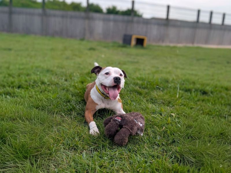 Leon | Terrier (Staffordshire Bull) | Basildon (Essex) - 2