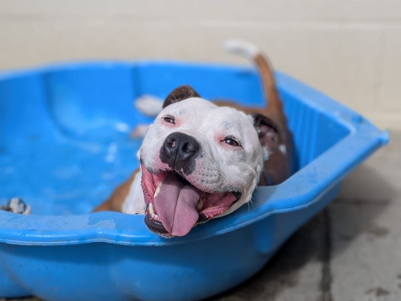 Leon | Terrier (Staffordshire Bull) | Basildon (Essex) - 14