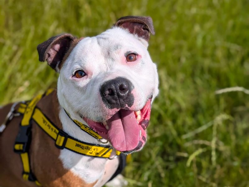 Leon | Terrier (Staffordshire Bull) | Basildon (Essex) - 10