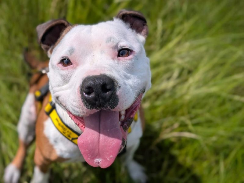 Leon | Terrier (Staffordshire Bull) | Basildon (Essex) - 7