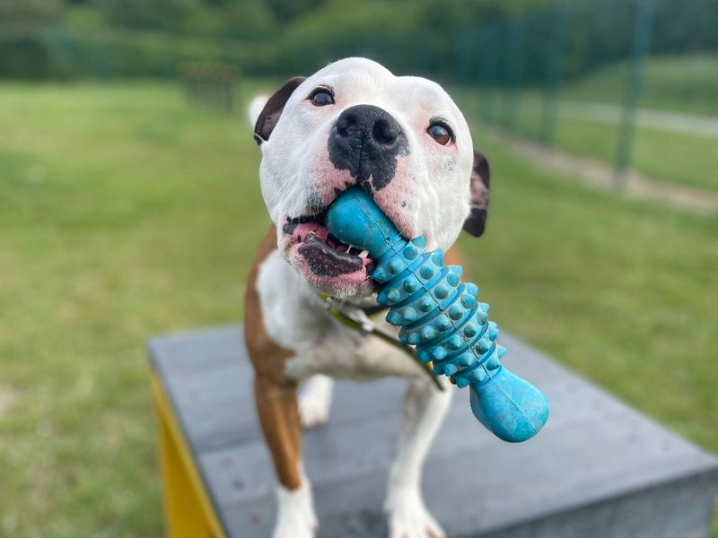 Leon | Terrier (Staffordshire Bull) | Basildon (Essex) - 15