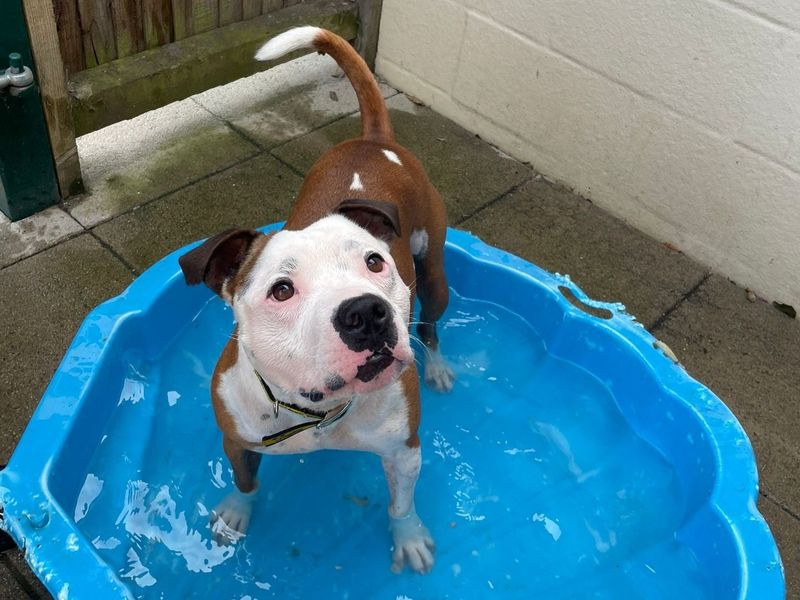 Leon | Terrier (Staffordshire Bull) | Basildon (Essex) - 3