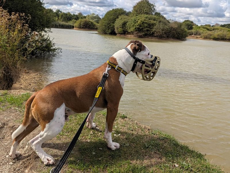 Leon | Terrier (Staffordshire Bull) | Basildon (Essex) - 12