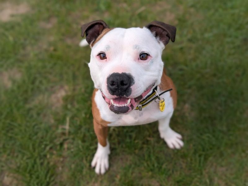 Leon | Terrier (Staffordshire Bull) | Basildon (Essex) - 8