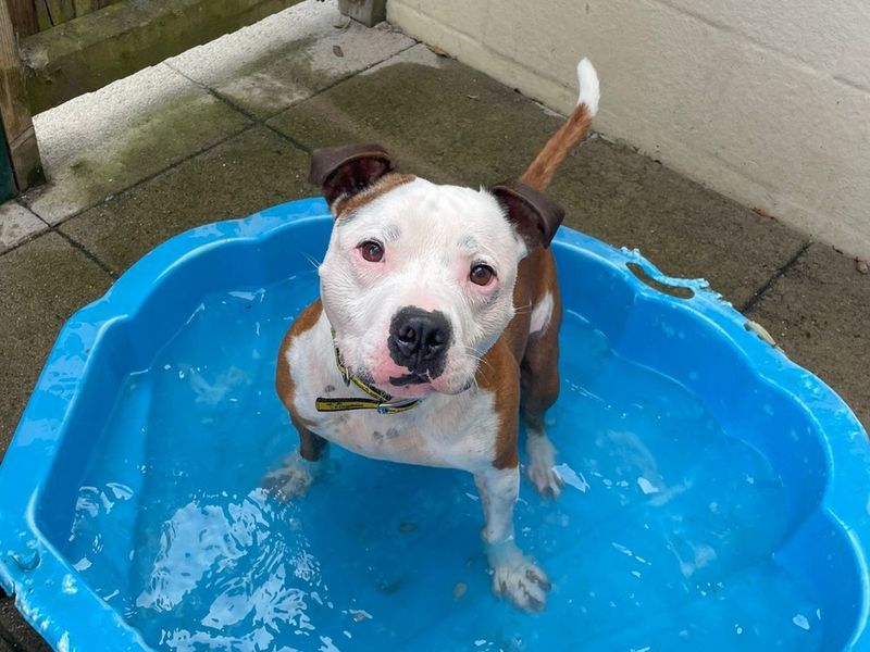 Leon | Terrier (Staffordshire Bull) | Basildon (Essex) - 6