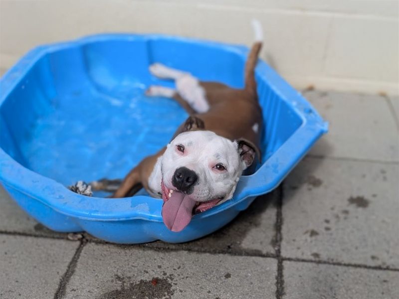 Leon | Terrier (Staffordshire Bull) | Basildon (Essex) - 13
