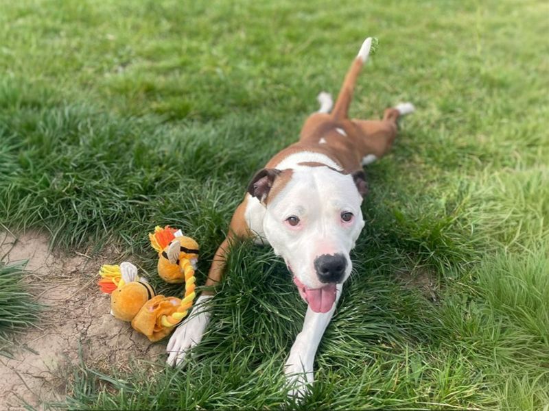 Leon | Terrier (Staffordshire Bull) | Basildon (Essex) - 4