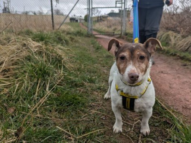 Lotus - Image 3 of 5