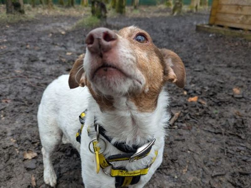 Lotus - Image 4 of 5