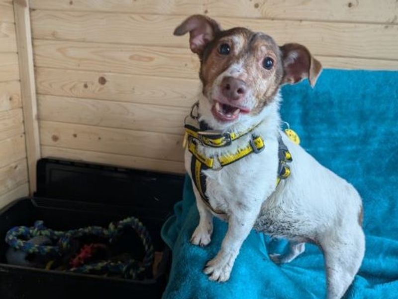 Lotus - Image 2 of 5