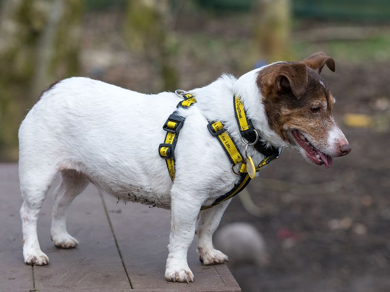 Lotus | Terrier (Jack Russell) | West Calder (Edinburgh) - 1