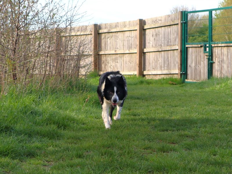 Border Collie Dogs And Puppies For Adoption