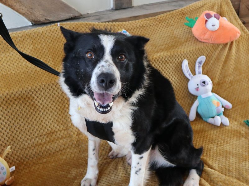 Hamlin - Image 2 of 3