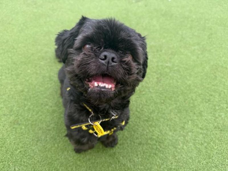 Shih Tzu Dogs And Puppies For Adoption