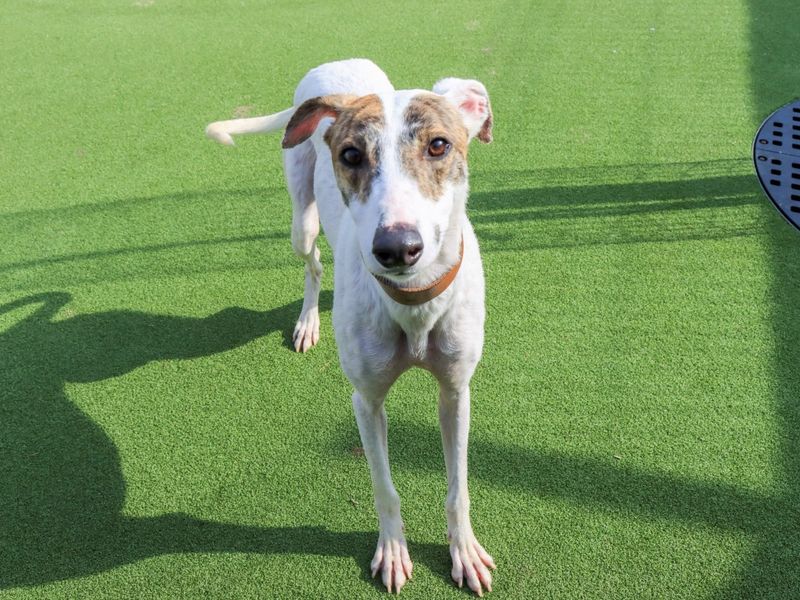 Kim | Lurcher | Evesham (Worcestershire) - 1