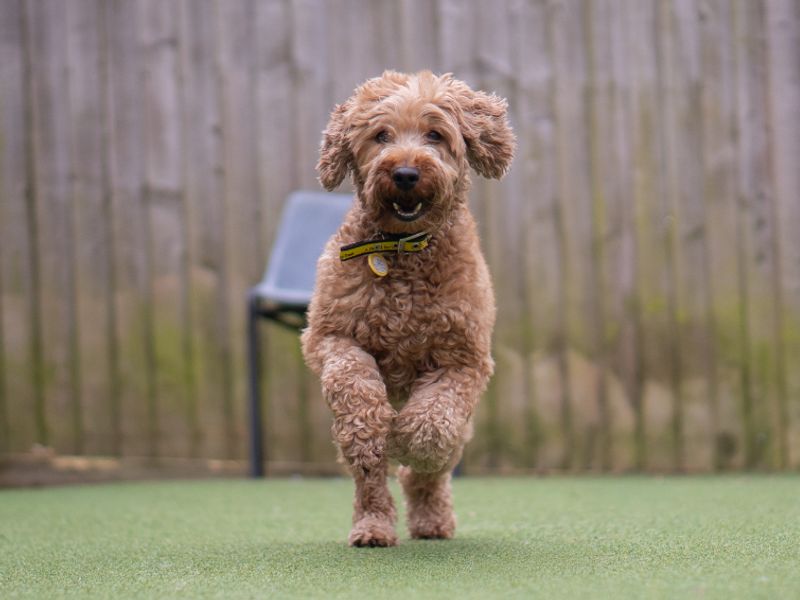 undefined | Spaniel (Cocker) Cross | undefined - 3