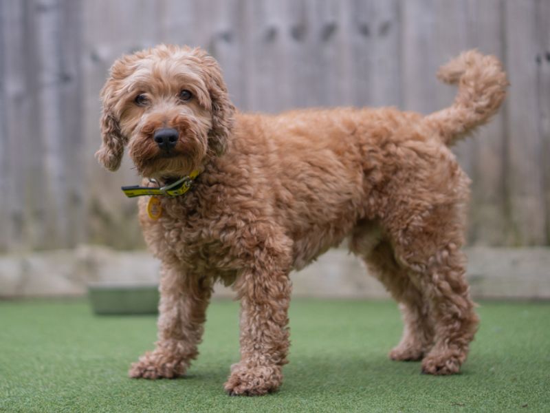 Cocker Spaniel Dogs And Puppies For Adoption