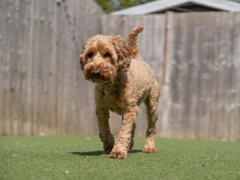 undefined | Spaniel (Cocker) Cross | undefined - 4