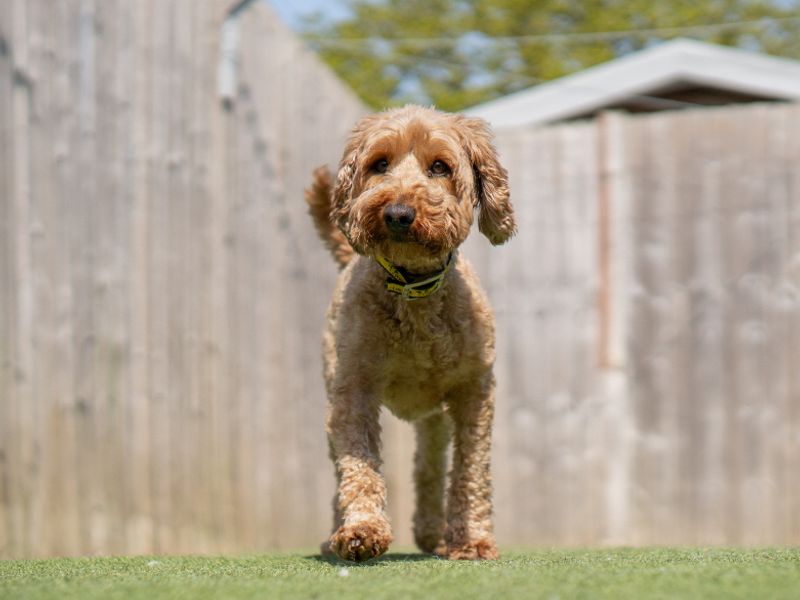 undefined | Spaniel (Cocker) Cross | undefined - 2