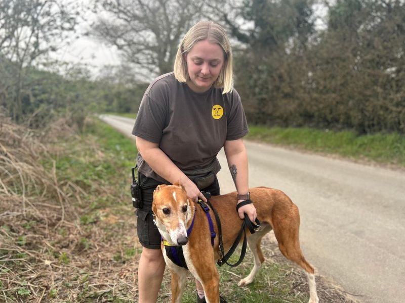 Wexler - Image 2 of 5