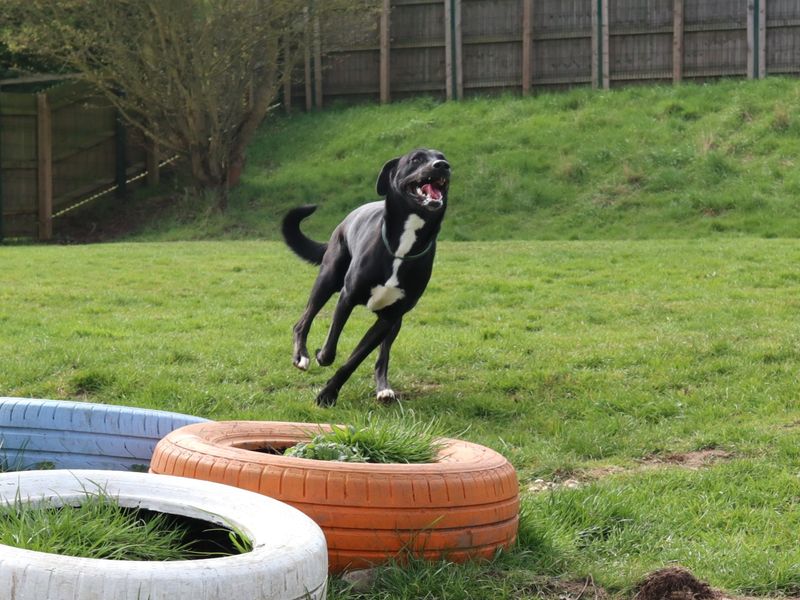 Jessy | Retriever (Labrador) Cross | Harefield West London - 1