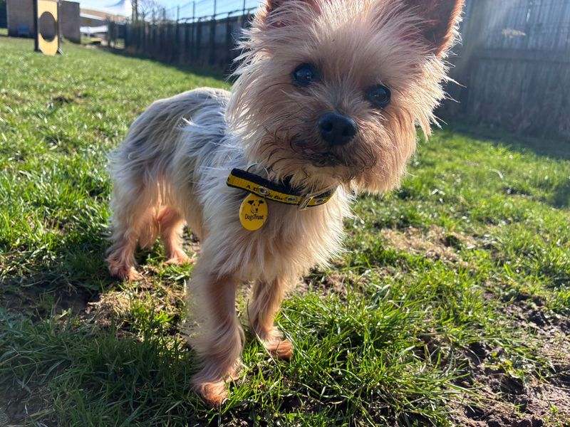 Yorkshire Terrier Dogs And Puppies For Adoption