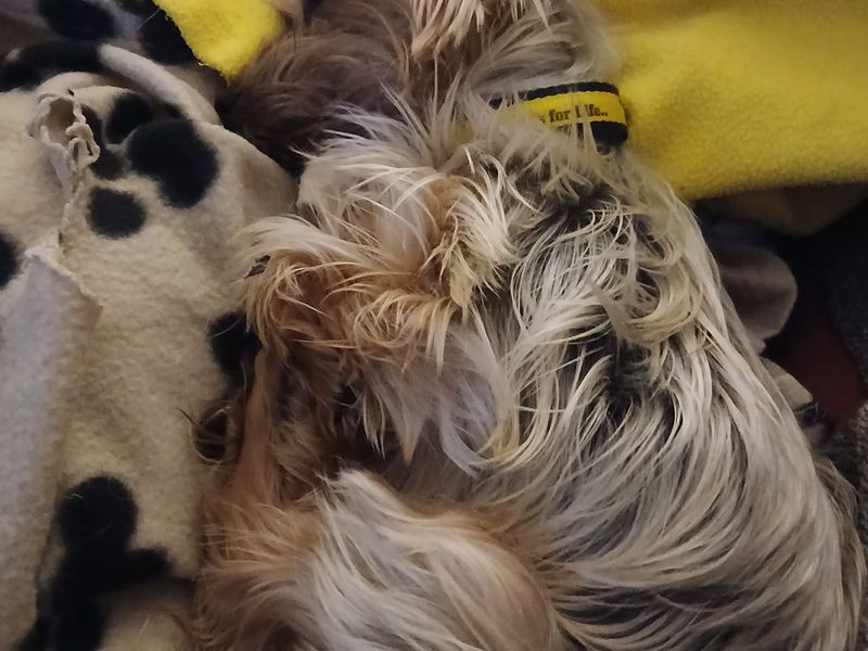 Bella - Image 3 of 3