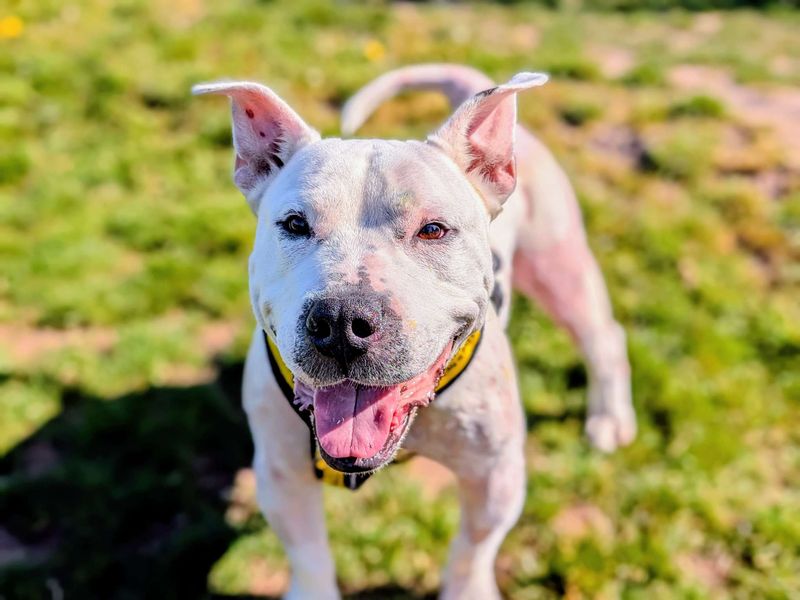 undefined | Terrier (Bull) Cross | undefined - 4
