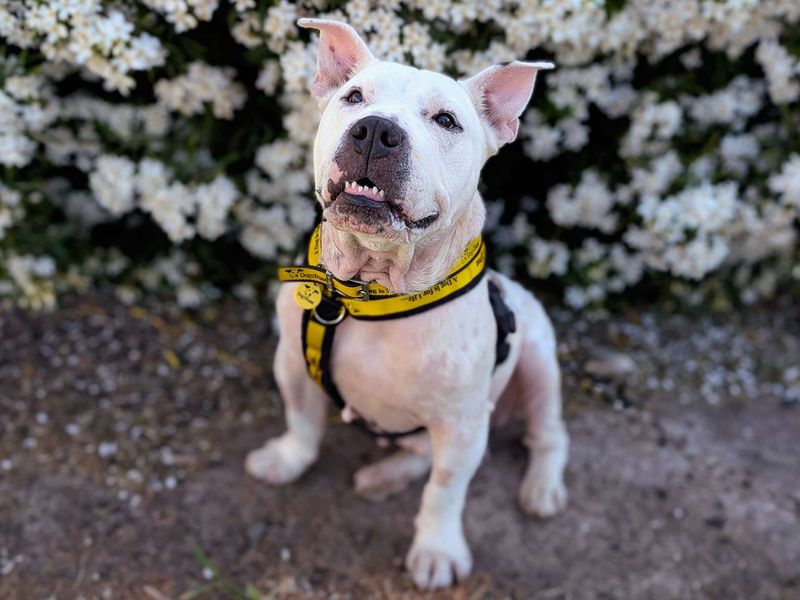 undefined | Terrier (Bull) Cross | undefined - 7