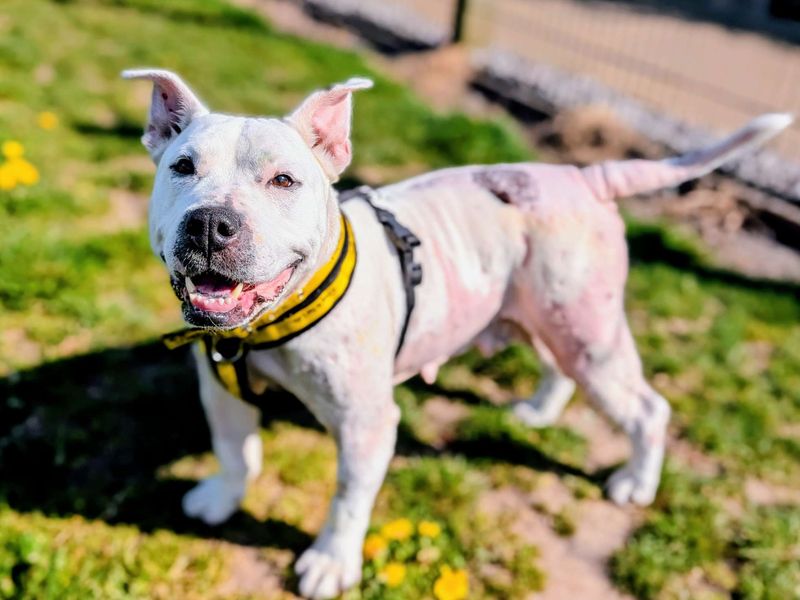 Polar Bear | Terrier (Bull) Cross | Cardiff - 1
