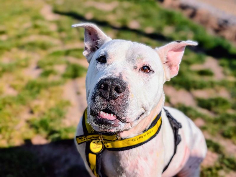 undefined | Terrier (Bull) Cross | undefined - 12