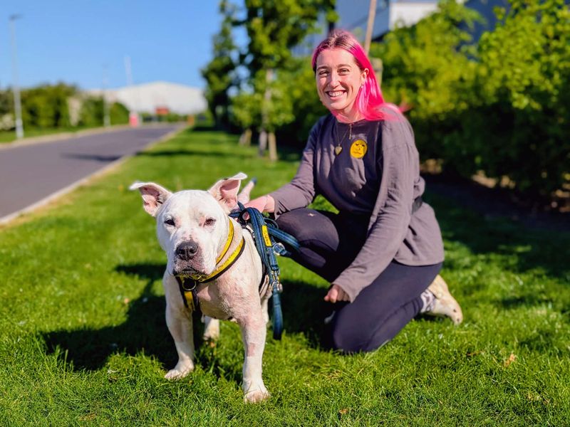 undefined | Terrier (Bull) Cross | undefined - 6