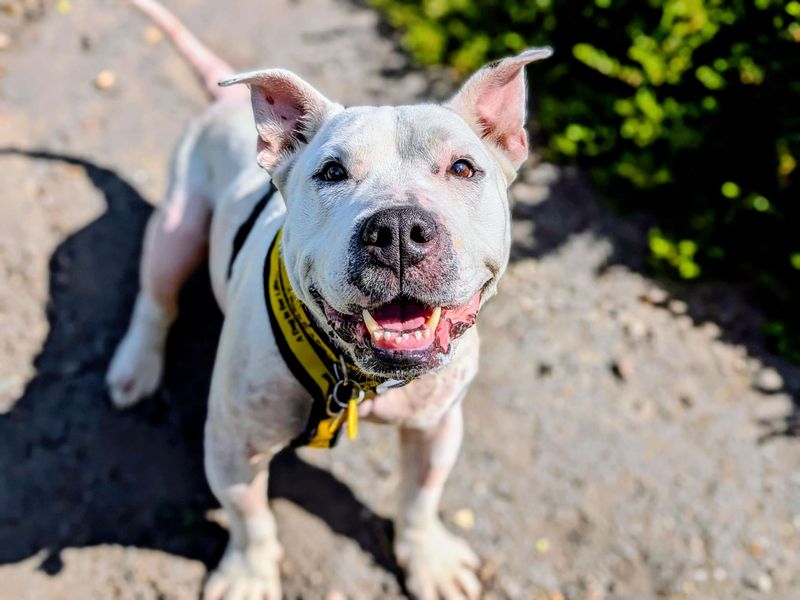 undefined | Terrier (Bull) Cross | undefined - 10