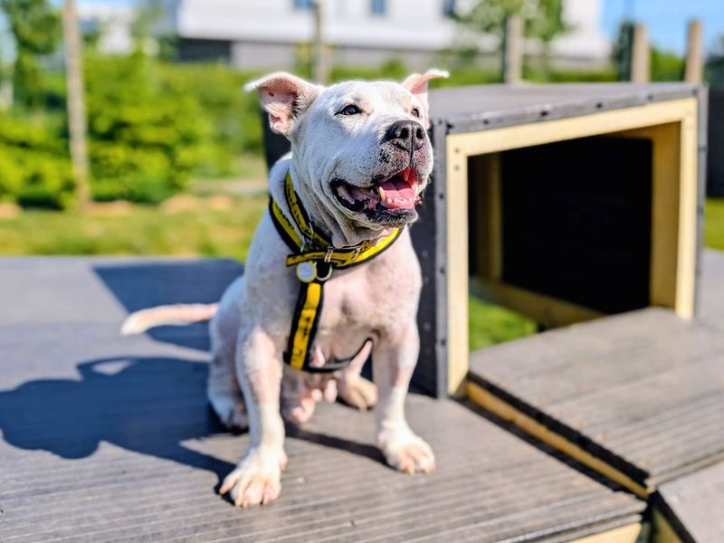 undefined | Terrier (Bull) Cross | undefined - 8