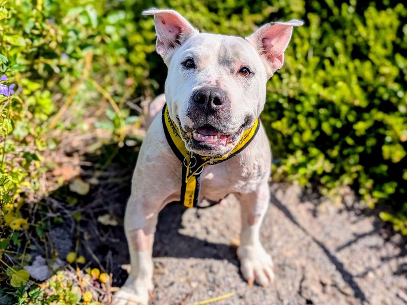 undefined | Terrier (Bull) Cross | undefined - 9