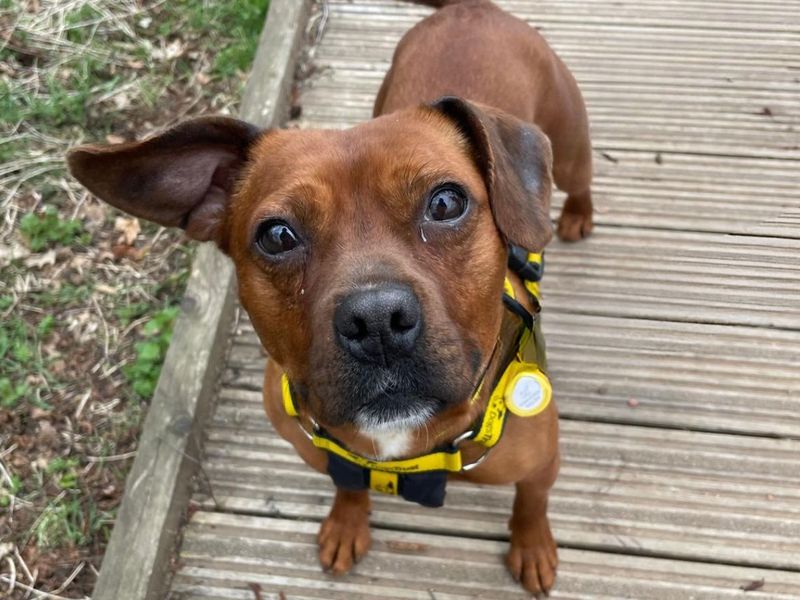 Fran | Terrier (Staffordshire Bull) | West Calder (Edinburgh) - 1