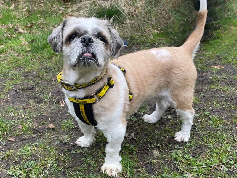 Saul | Shih Tzu | West Calder (Edinburgh) - 1