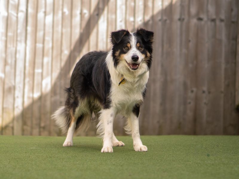 McGill - Image 4 of 5