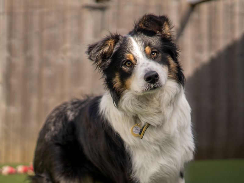 McGill - Image 2 of 5