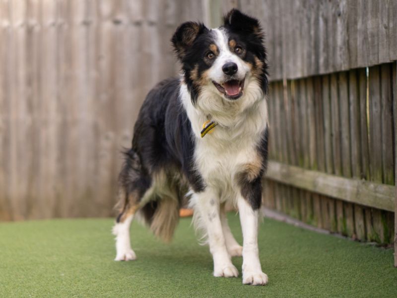 McGill - Image 5 of 5